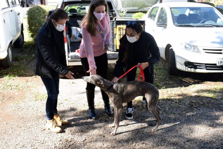 Cães galgos que sofriam maus tratos ganham lares em Nova Petrópolis