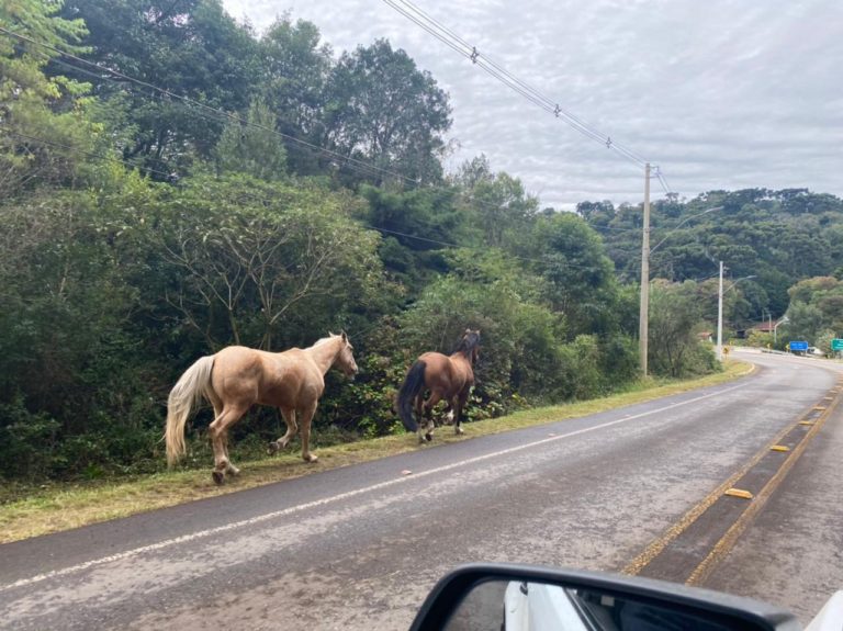 Animais soltos são recolhidos e proprietários serão autuados