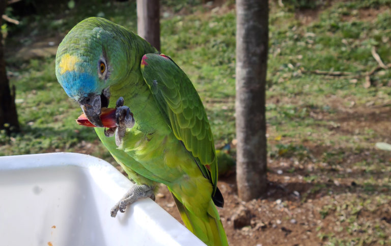 Pinhão entra na alimentação de animais do Gramadozoo