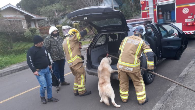 Flagrante de maus tratos em cães nas Vilas Maggi e Suzana