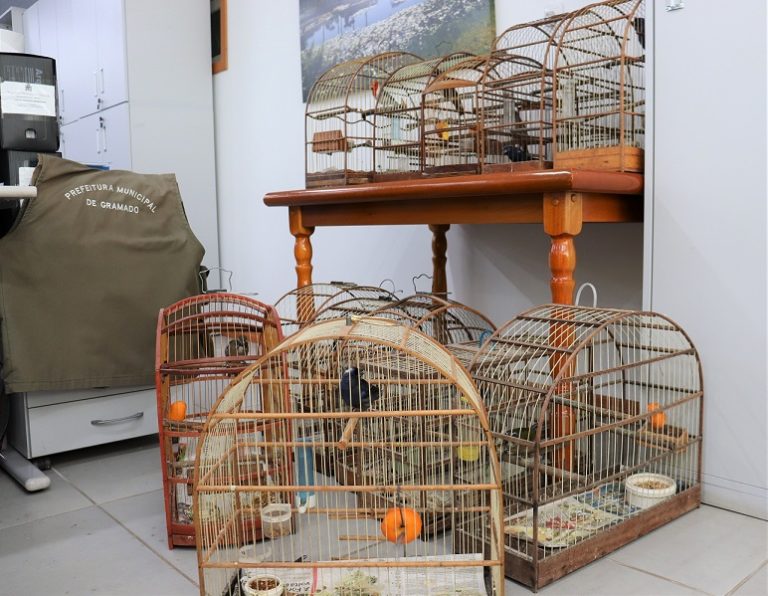 Meio Ambiente e Patram apreendem pássaros silvestres em Gramado
