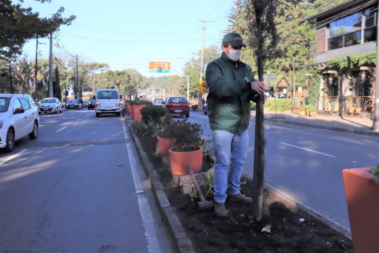 Secretaria de Obras e Serviços Urbanos realiza o plantio de pinheiros na Borges de Medeiros
