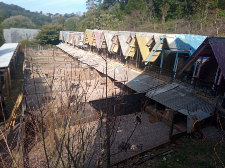 Canil Municipal passa por reformas para melhor abrigar animais abandonados