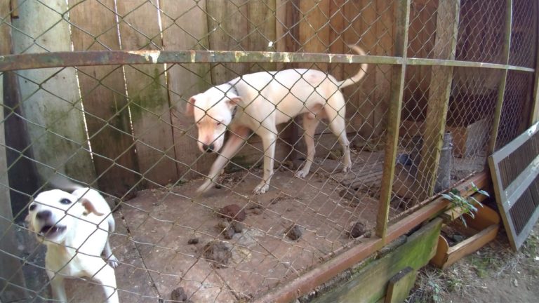 Veterinário é responsabilizado por prevaricação e maus tratos