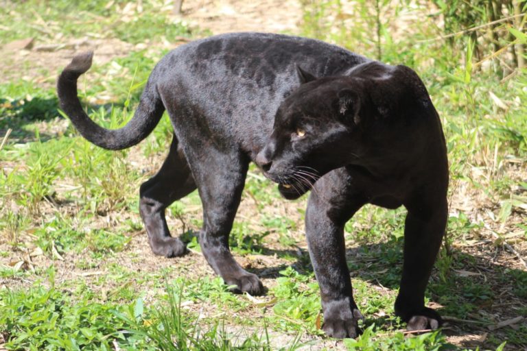 Gramadozoo recebe onça-preta e urubu-rei de zoo do Pará
