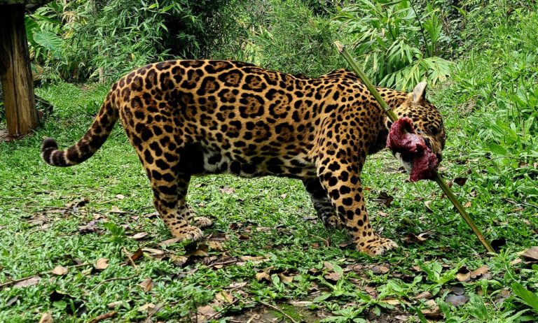 Onças ganham churrasco e bolo de carne no aniversário do Gramadozoo