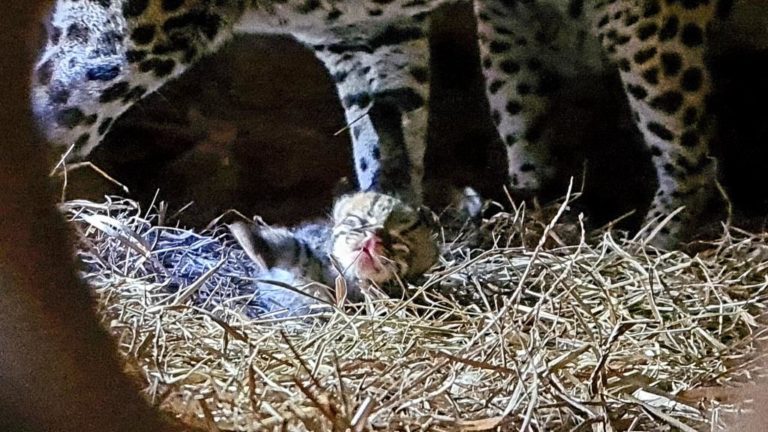 Gramadozoo registra nascimento duplo de jaguatiricas