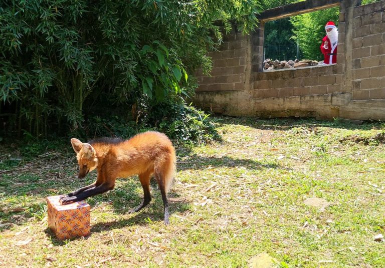 Animais do Gramadozoo recebem presentes de Natal