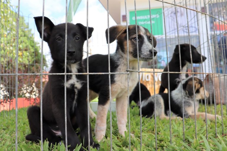 Feira de Adoção de Cães e Gatos será no Carniel nesta sexta-feira