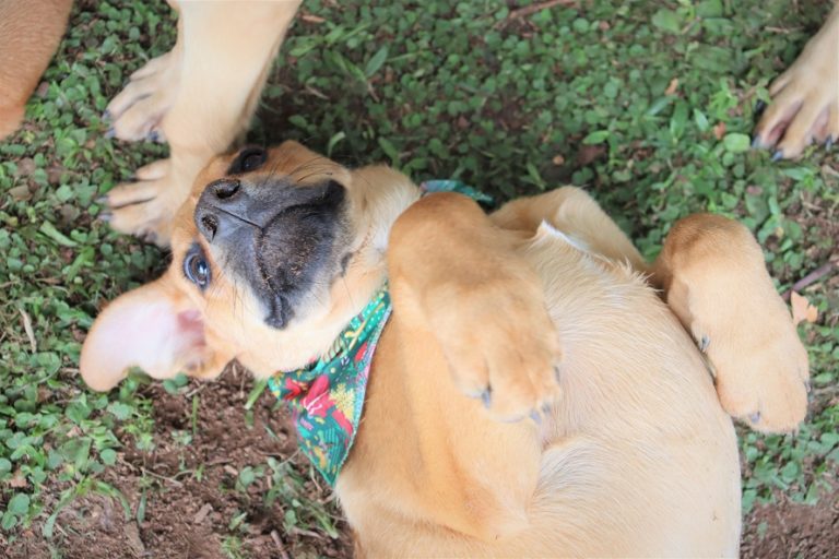 Gramado terá Feira de Adoção de Animais nesta sexta-feira