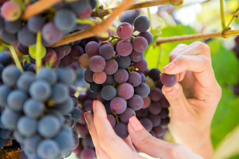 Praça das Etnias será palco da Vila do Vinho em Gramado