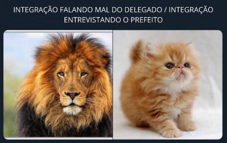 Leão ou gato