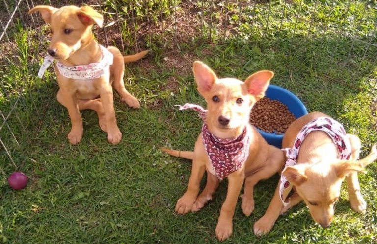 Feira de Adoção de Animais encaminha 36 para um novo lar e sexta tem mais