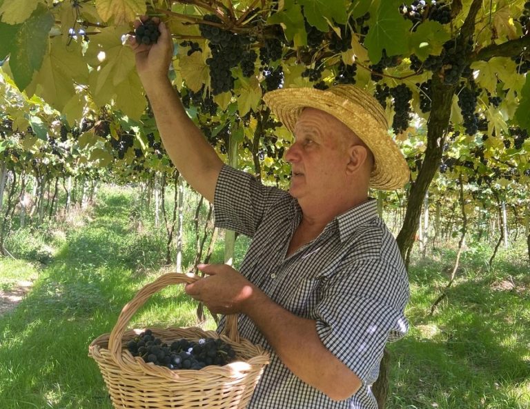 1ª Vindima em Gramado tem roteiro com Pisa da Uva