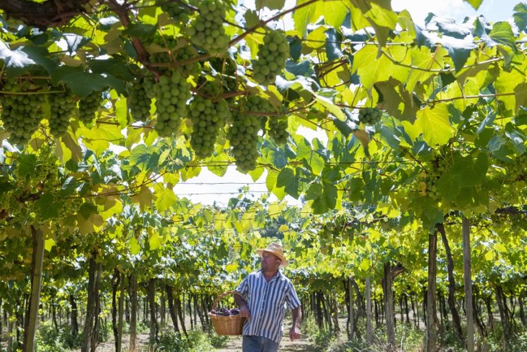 Evento de lançamento da 1ª Vindima em Gramado será dia 8