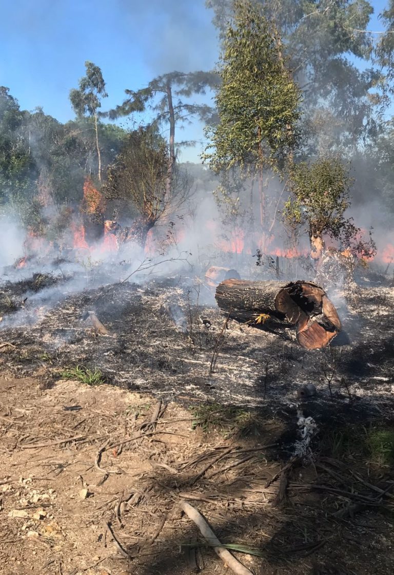 Bombeiros combatem fogo na Mata Mário Zanata
