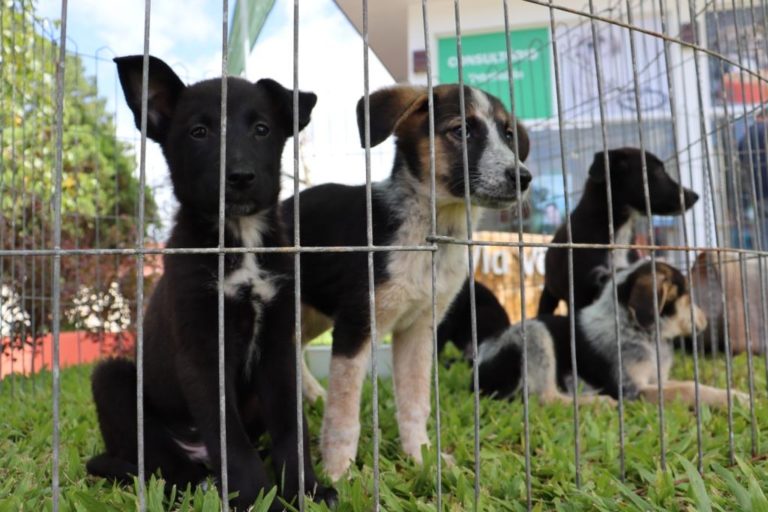 Bairro Carniel receberá Feira de Adoção de Animais nesta semana
