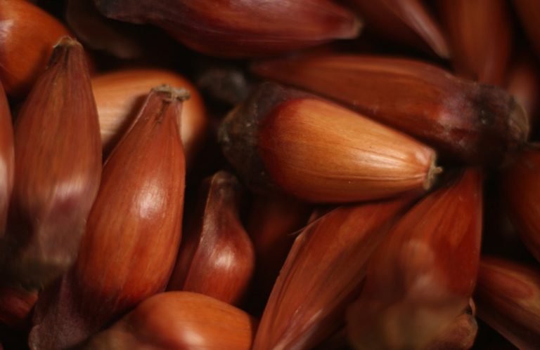 Gramado realiza Operação Defesa do Pinhão 2022