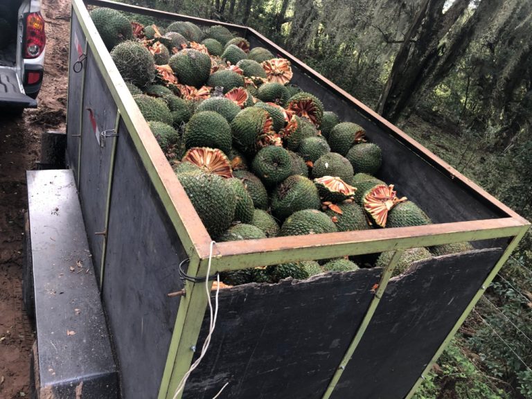 Patram prende homens que colhiam pinhão
