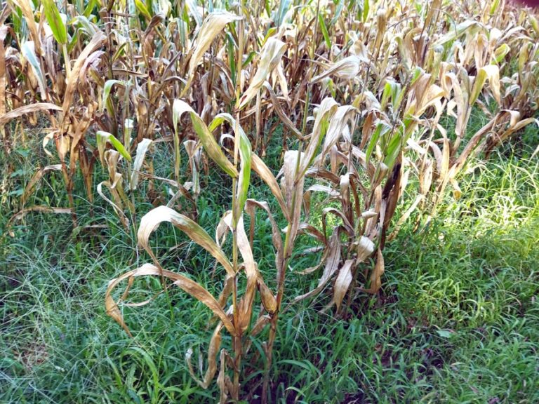 Produção agrícola de Nova Petrópolis registra perdas de até 39% com a estiagem