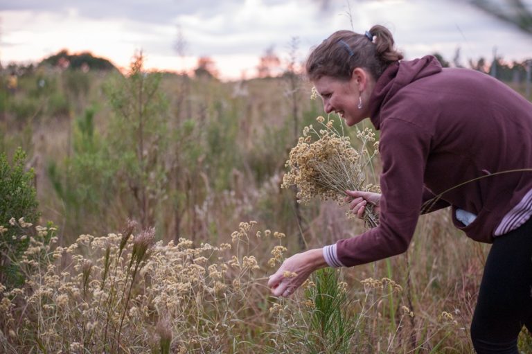 Nova Petrópolis terá Colheita da Macela na Sexta e inscrição é por telefone