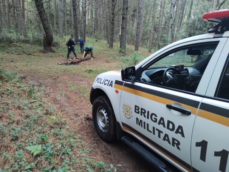 Ataques de Onça-Parda preocupam no interior de Canela
