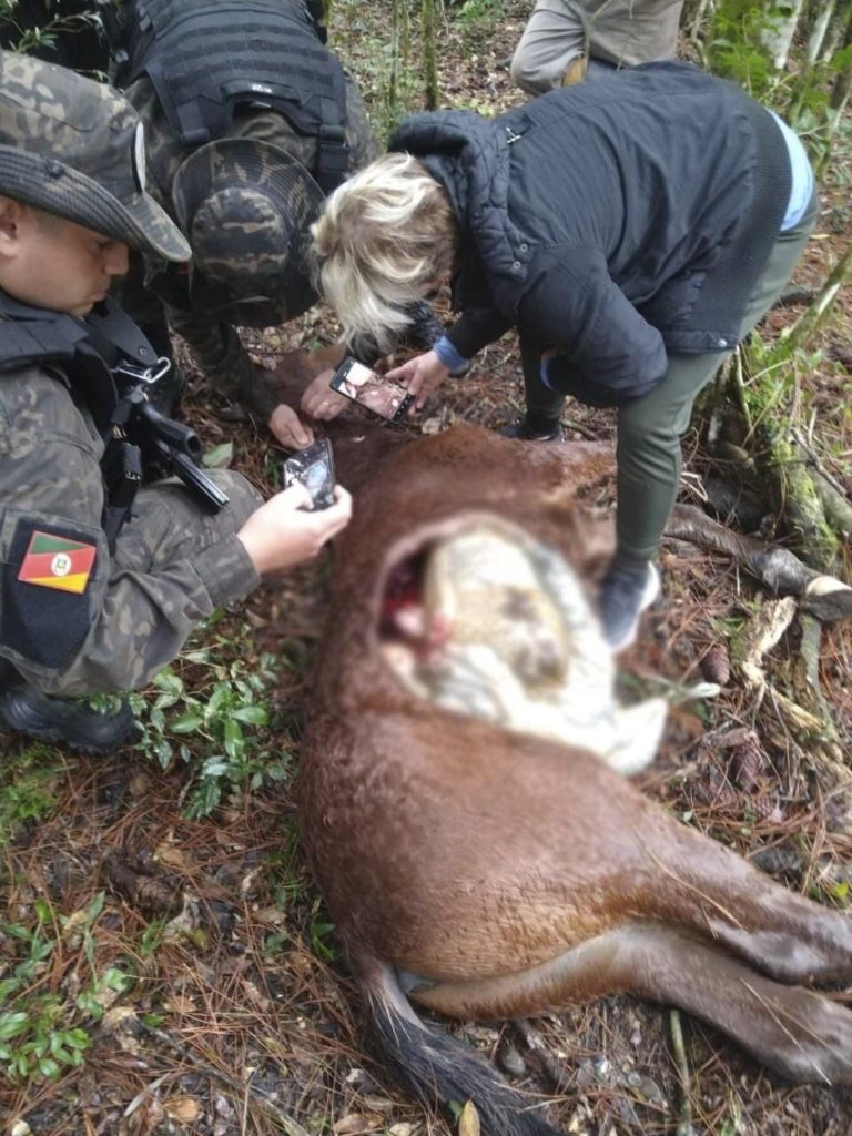 Mais um potro é encontrado morto na zona rural