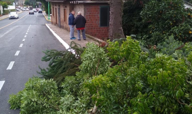 Ação de poda na Várzea Grande melhora mobilidade