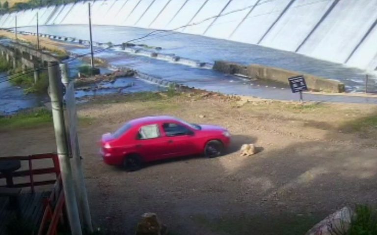 Comunidade do Salto procura motorista que atropelou cachorro