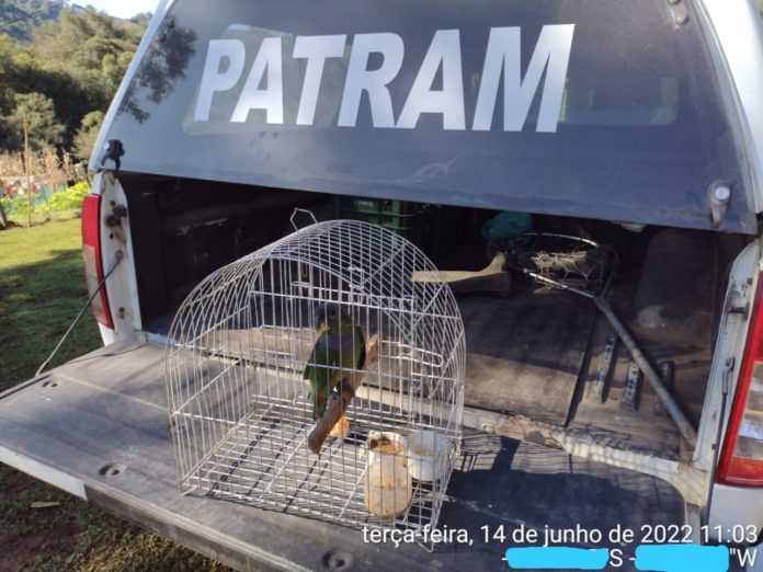 Patram encontra pássaro mantido em cativeiro em São Francisco de Paula