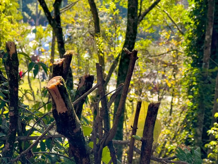 Meio Ambiente realiza podas no Lago Negro para melhorar a segurança do local