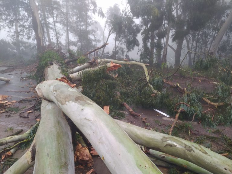 Temporal Causa estragos em Canela