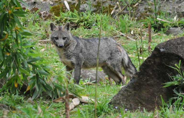 Gramadozoo participa de campanha para reduzir atropelamentos de fauna silvestre
