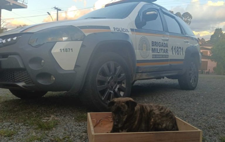 Homem é preso após espancar cachorro