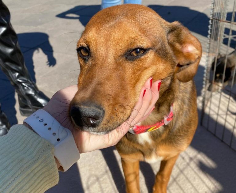 Programa de Posse Responsável castrou e chipou mais de 1700 animais durante o ano