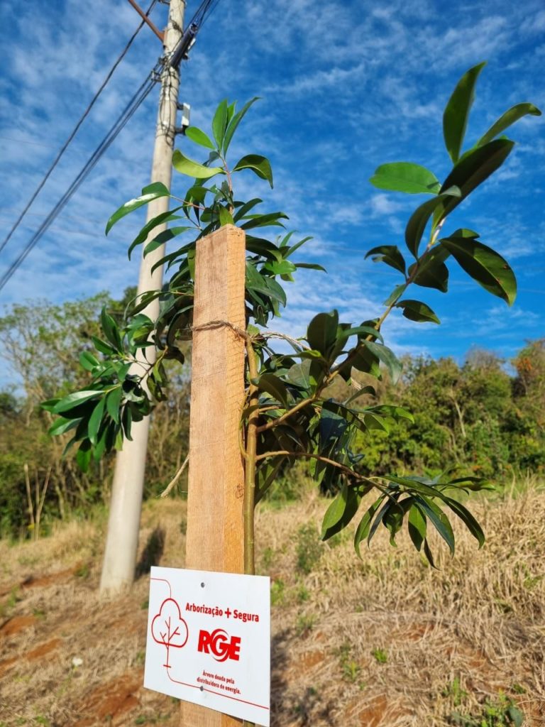 Programa Arborização + Segura investe mais de R$ 2 milhões