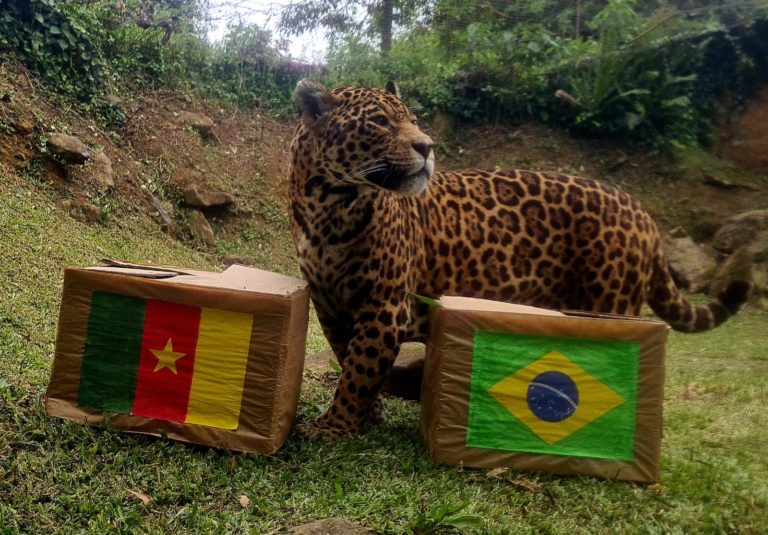 Onça do Gramadozoo “prevê” dificuldades para a Seleção Brasileira contra Camarões