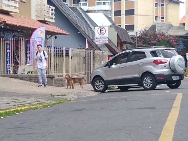 Como solucionar problemas com os cães?