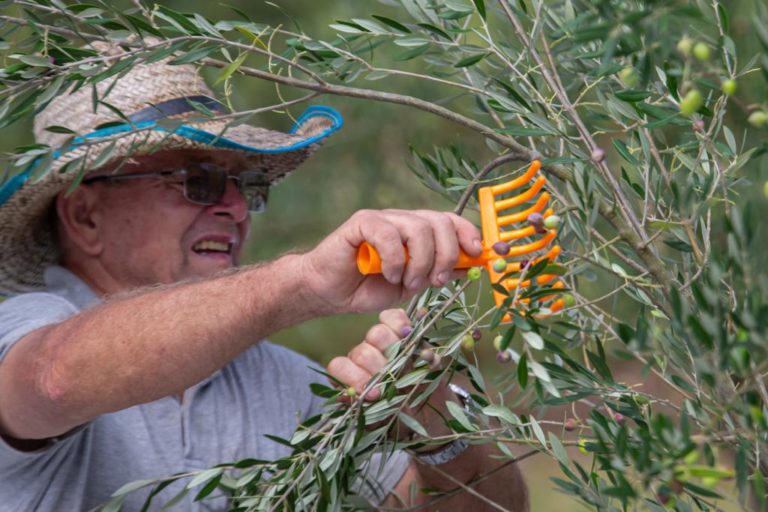 Olivas de Gramado comemora o crescimento de 100% da sua colheita de azeitonas