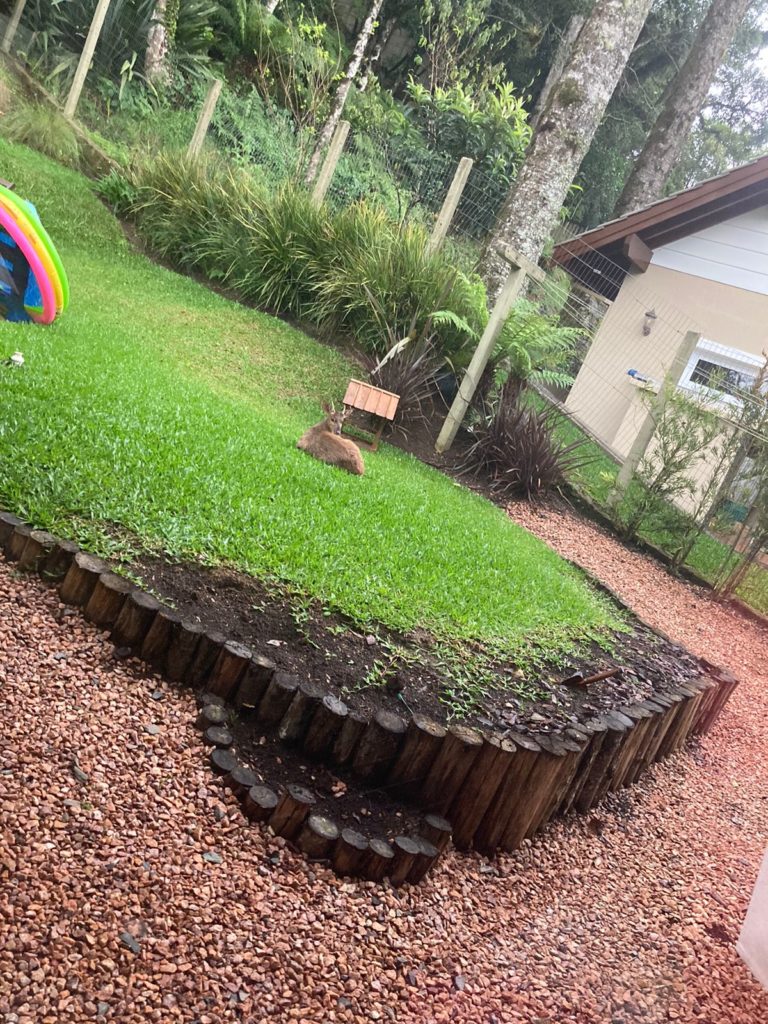 Veado catingueiro é encontrado no pátio de uma residência em Gramado