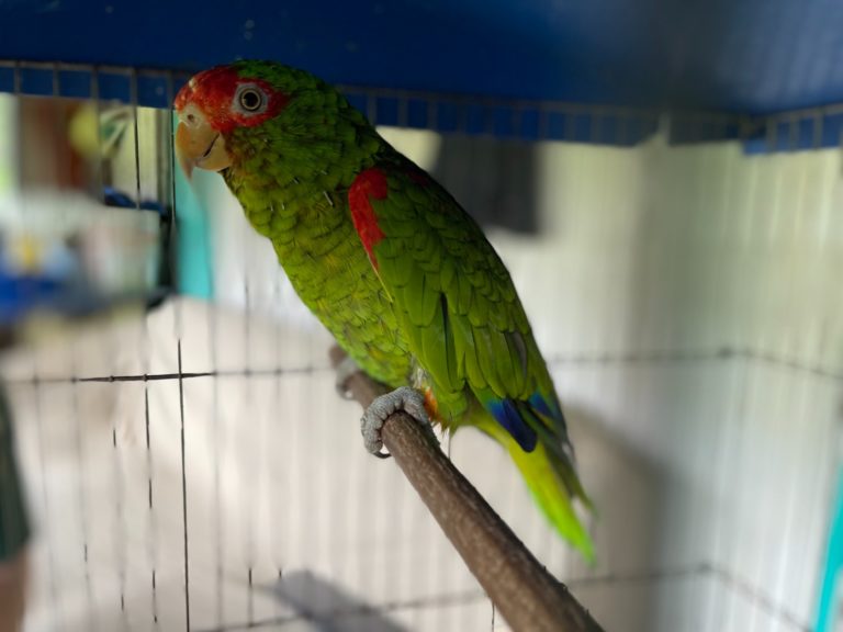 Papagaio charão e Maritaca são resgatados de cativeiro em Gramado