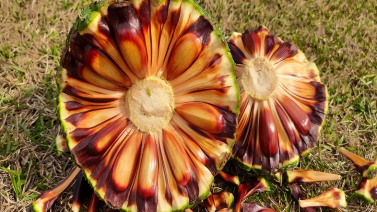 Colheita e venda de pinhão estão liberadas a partir de sábado