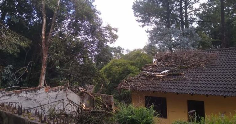 Árvore cai em residência no bairro Planalto