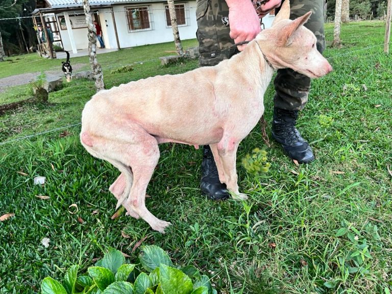 Uma pessoa é presa por maus tratos contra cão