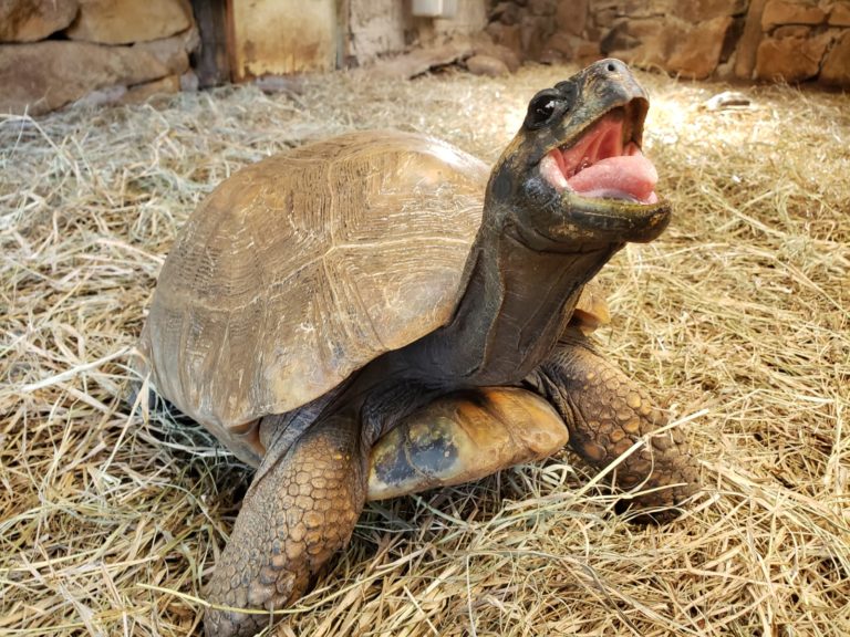 Gramadozoo retoma concurso fotográfico Bicho Bom de Foto