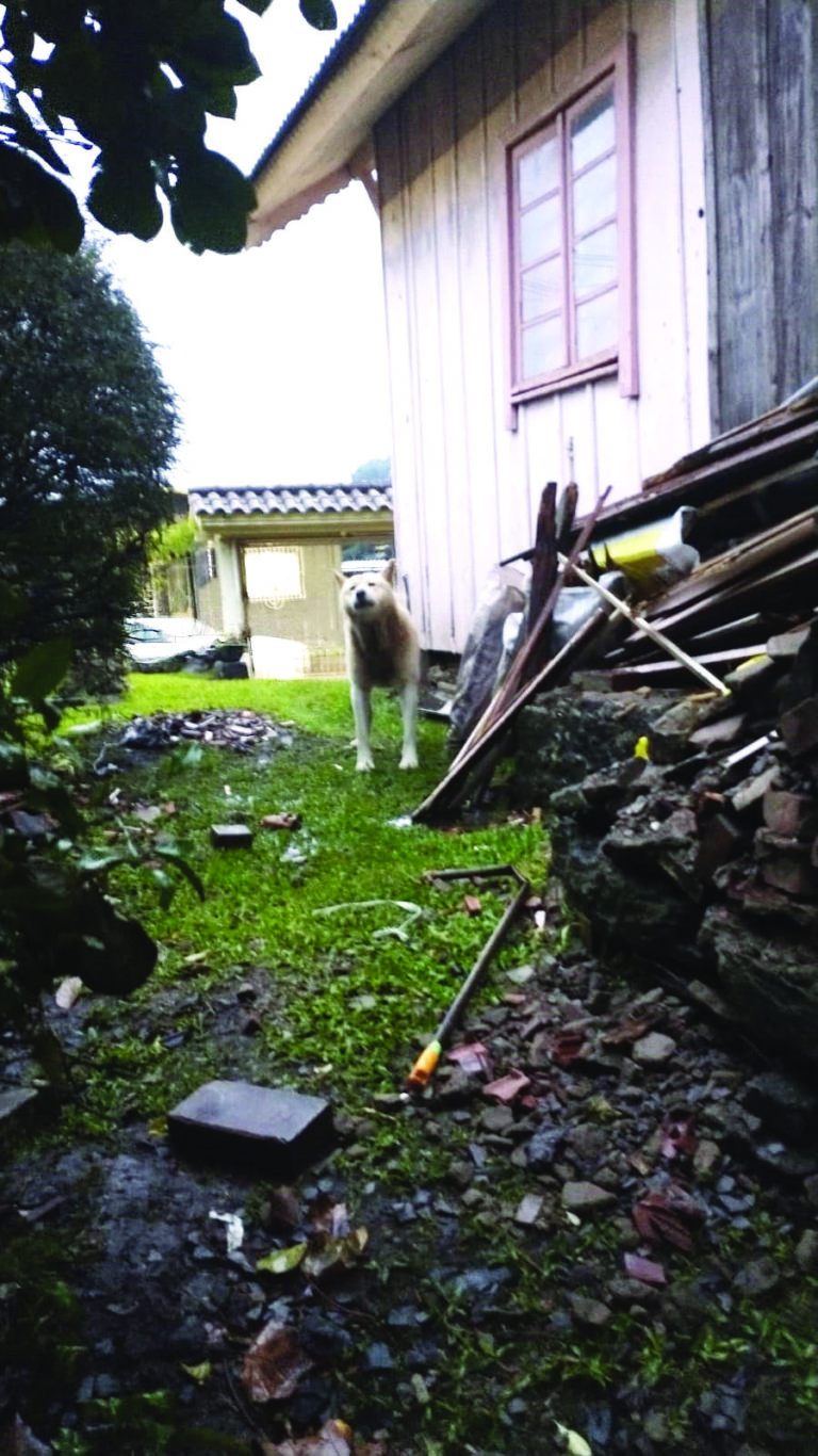 Cachorros atacam e matam uma cadela
