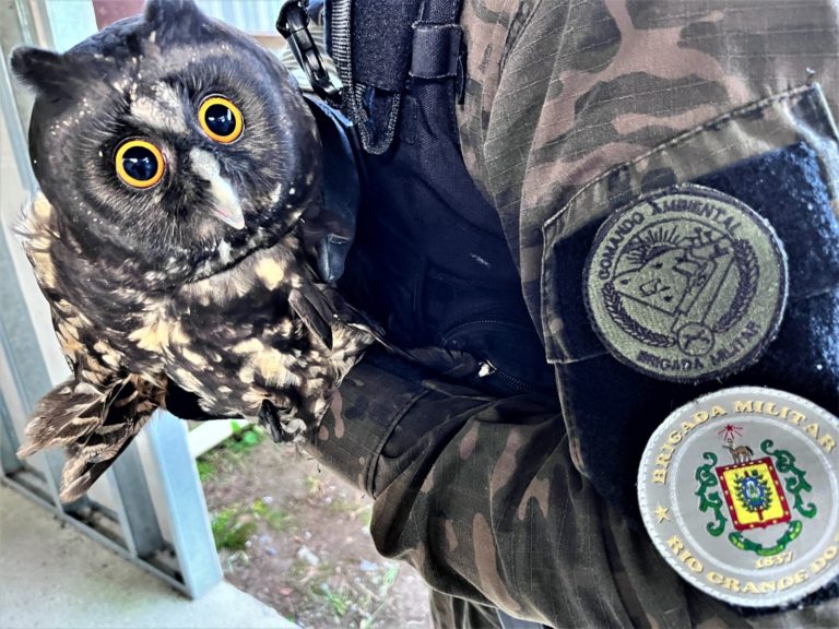 Patram salva coruja e realiza operação Blaster na Região das Hortênsias