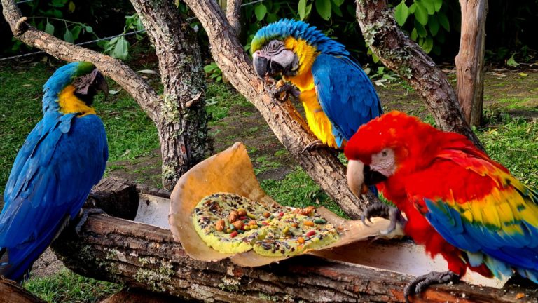 Polenta, amendoim e pinhão: A alimentação dos animais no Gramadozoo durante o inverno