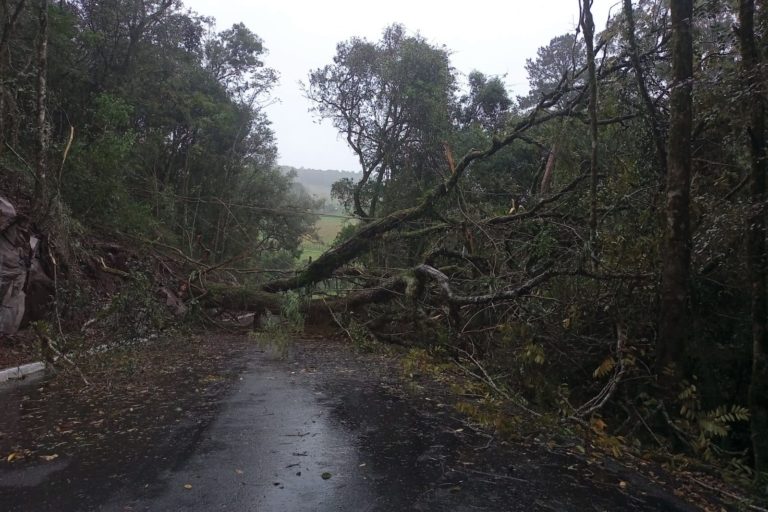Gramado registra quedas de árvores devido aos ventos fortes