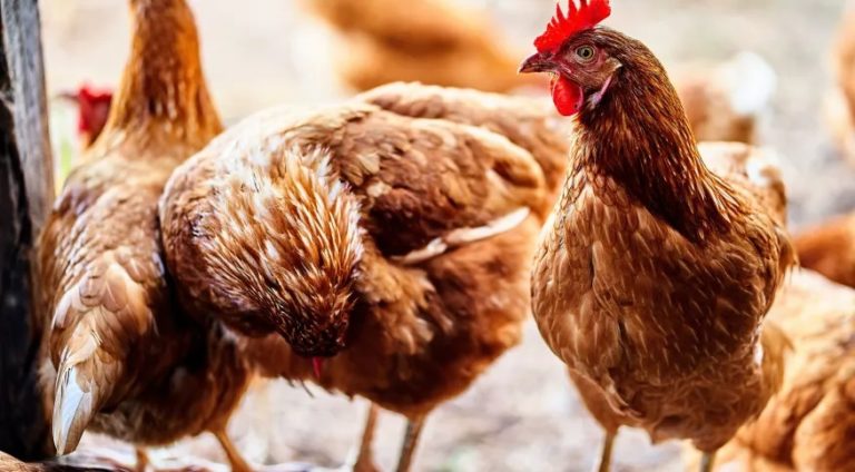 GRIPE AVIÁRIA | Rio Grande do Sul declara estado de emergência zoossanitária